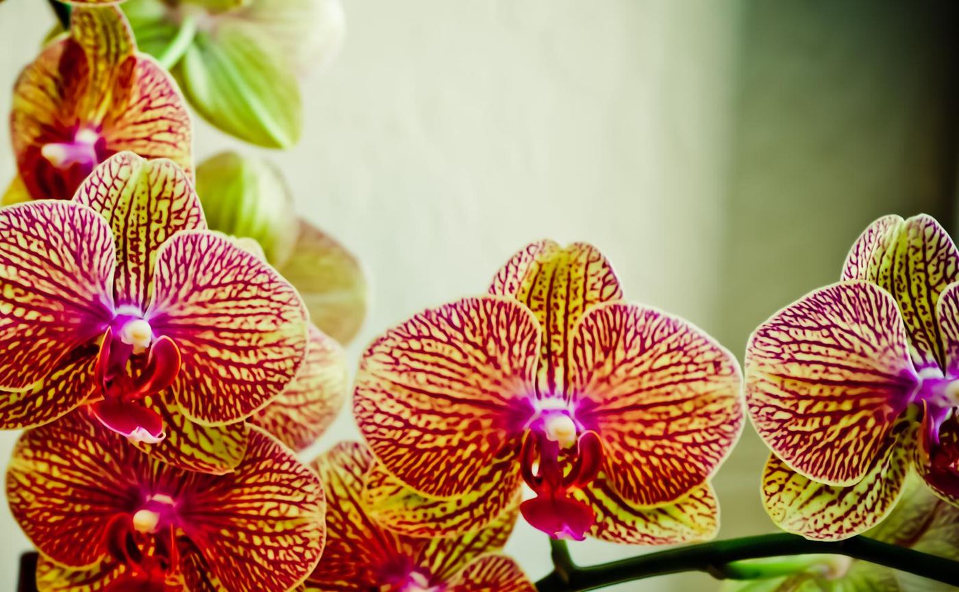 Orchids